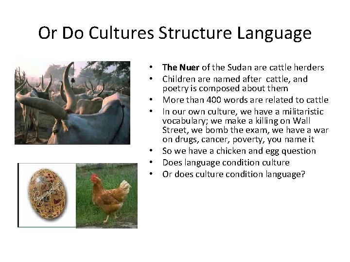 Or Do Cultures Structure Language • The Nuer of the Sudan are cattle herders