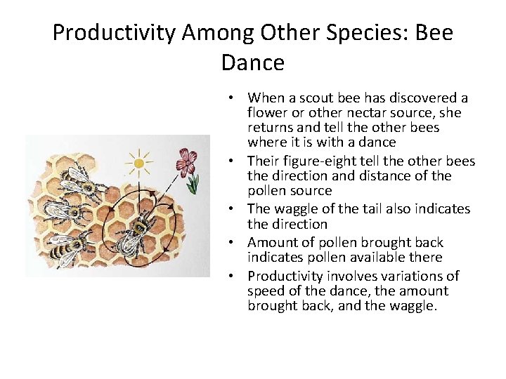 Productivity Among Other Species: Bee Dance • When a scout bee has discovered a