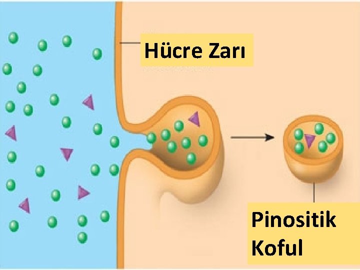 Hücre Zarı Pinositik Koful 