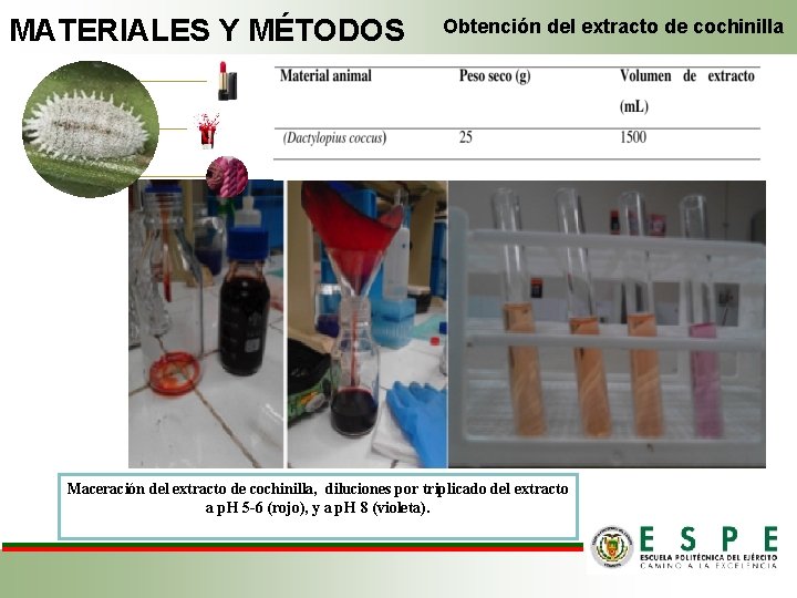 MATERIALES Y MÉTODOS Obtención del extracto de cochinilla Maceración del extracto de cochinilla, diluciones