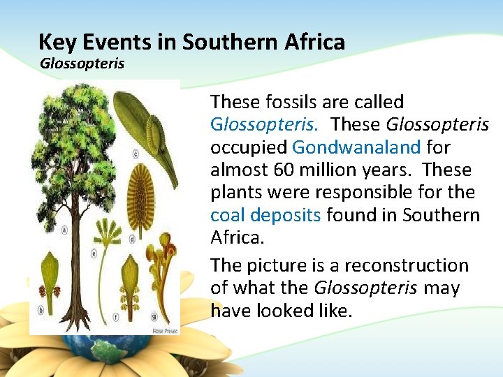 Key Events in Southern Africa Glossopteris These fossils are called Glossopteris. These Glossopteris occupied Key Events in Southern Africa Glossopteris These fossils are called Glossopteris. These Glossopteris occupied
