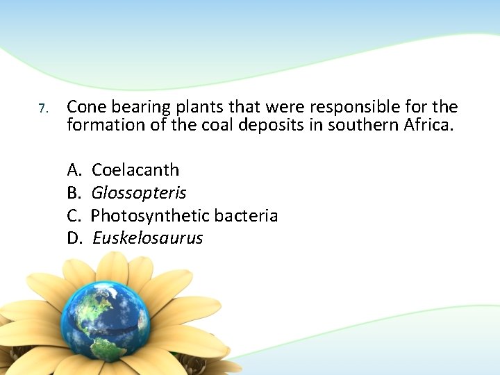 7. Cone bearing plants that were responsible for the formation of the coal deposits 7. Cone bearing plants that were responsible for the formation of the coal deposits