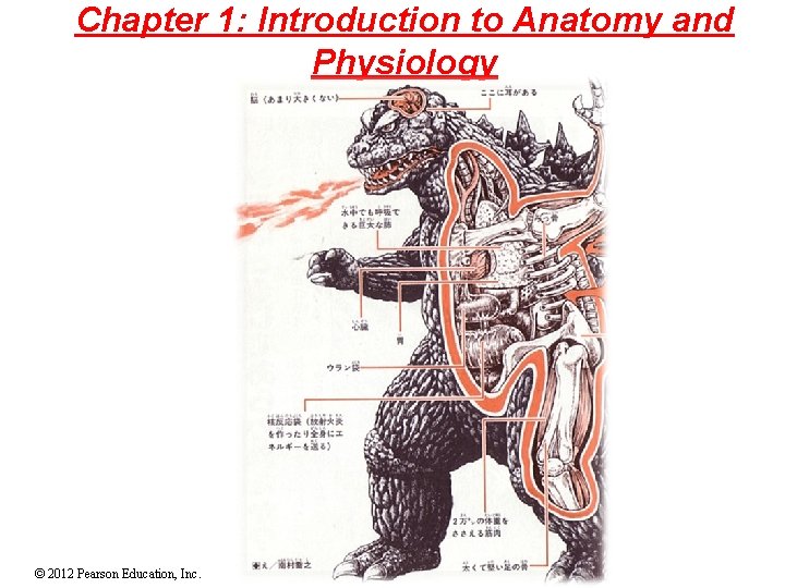 Chapter 1 Introduction to Anatomy and Physiology 2012