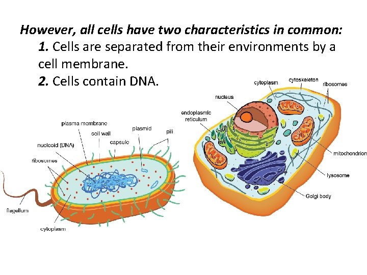 Types of Cells Prokaryote vs Eukaryote Notes 4