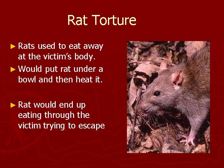 Rat Torture ► Rats used to eat away at the victim’s body. ► Would Rat Torture ► Rats used to eat away at the victim’s body. ► Would