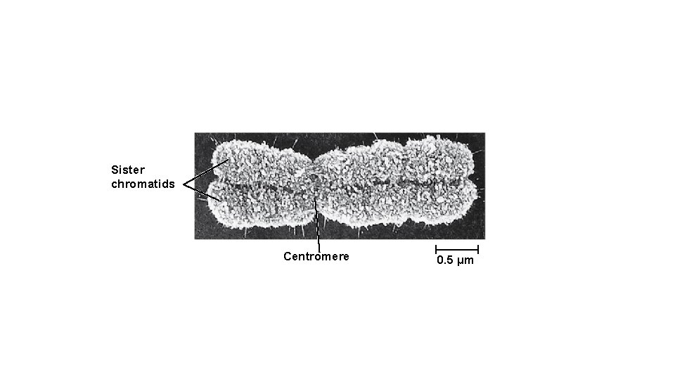 Sister chromatids Centromere 0. 5 μm 