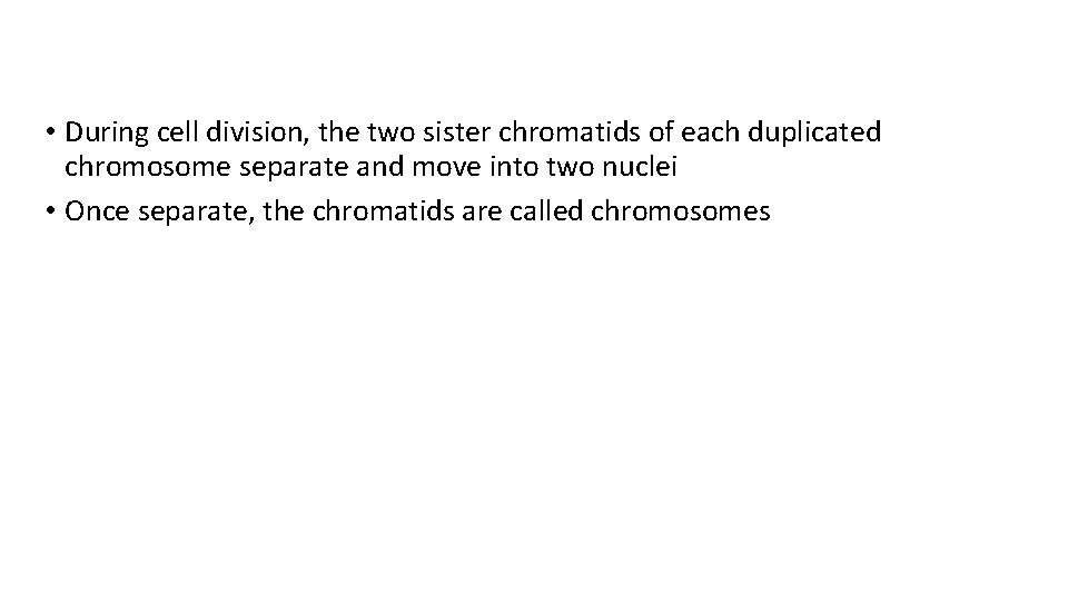  • During cell division, the two sister chromatids of each duplicated chromosome separate