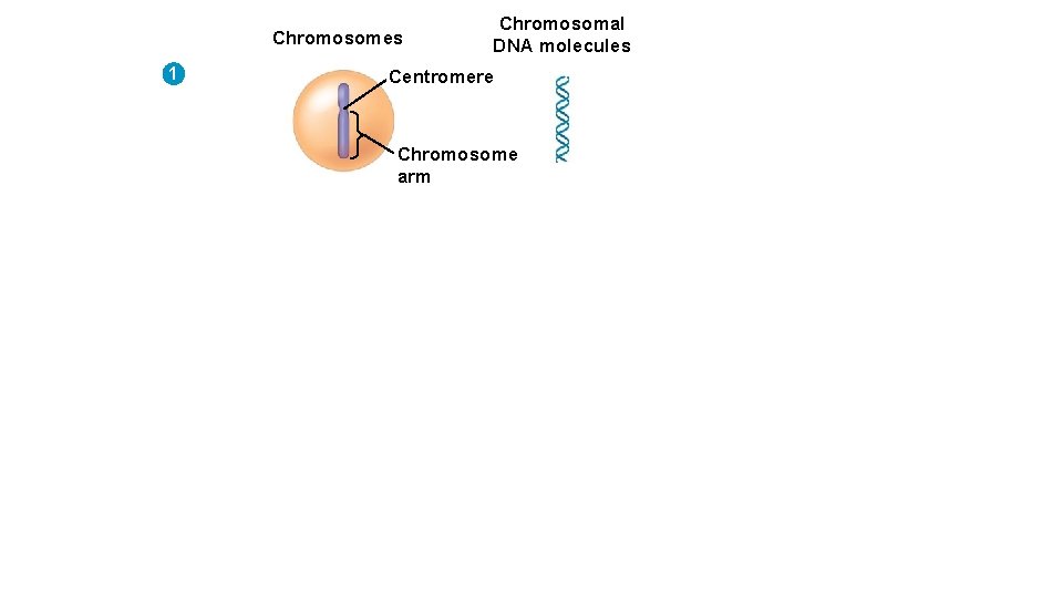 Chromosomes 1 Chromosomal DNA molecules Centromere Chromosome arm 