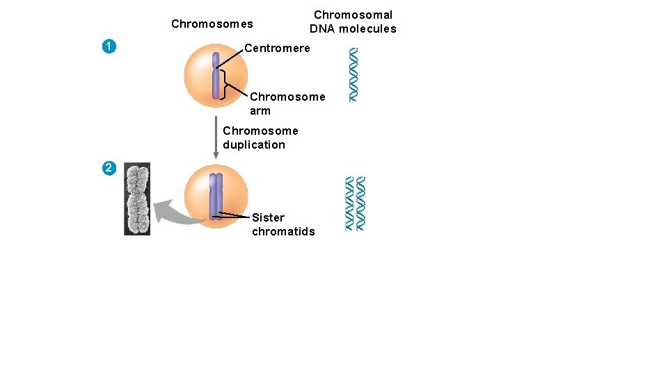 Chromosomes 1 Chromosomal DNA molecules Centromere Chromosome arm Chromosome duplication 2 Sister chromatids 