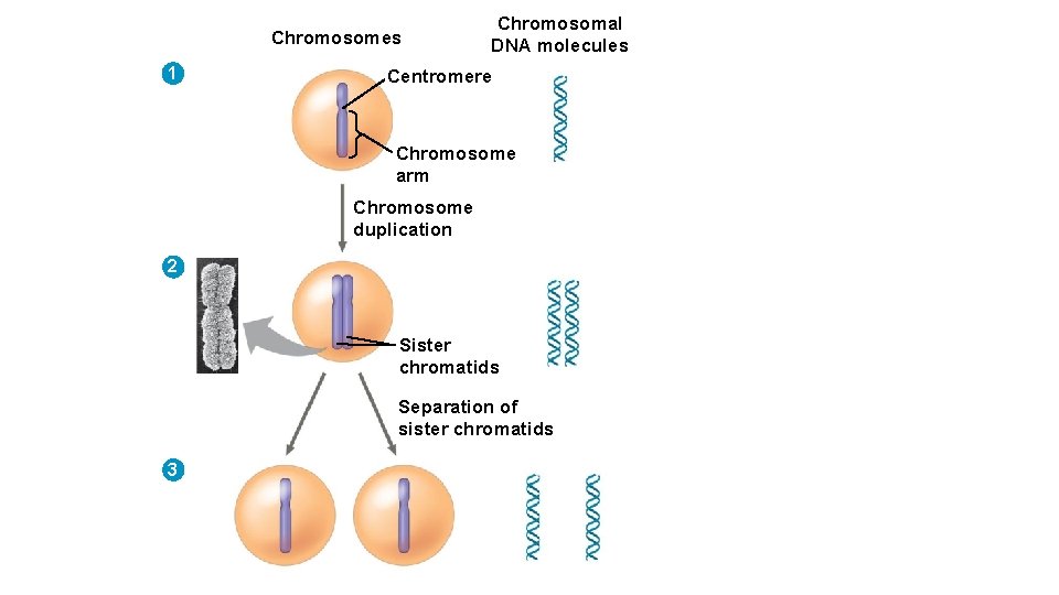 Chromosomes 1 Chromosomal DNA molecules Centromere Chromosome arm Chromosome duplication 2 Sister chromatids Separation