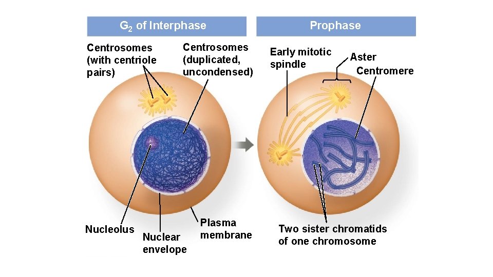 G 2 of Interphase Centrosomes (with centriole pairs) Nucleolus Centrosomes (duplicated, uncondensed) Nuclear envelope