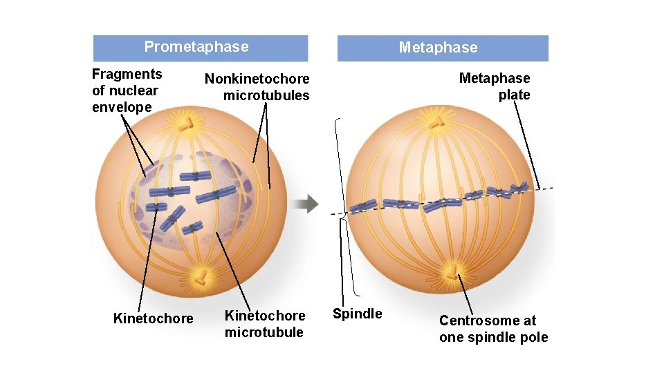 Prometaphase Fragments of nuclear envelope Kinetochore Metaphase plate Nonkinetochore microtubules Kinetochore microtubule Spindle Centrosome