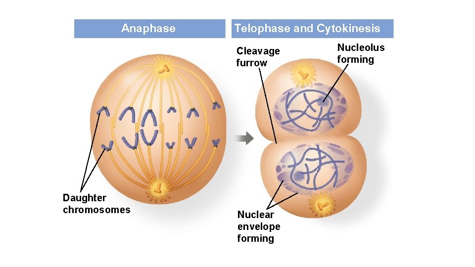 Anaphase Telophase and Cytokinesis Cleavage furrow Daughter chromosomes Nuclear envelope forming Nucleolus forming 
