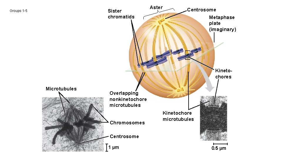 Sister chromatids Groups 1 -5 Aster Centrosome Metaphase plate (imaginary) Kinetochores Microtubules Overlapping nonkinetochore