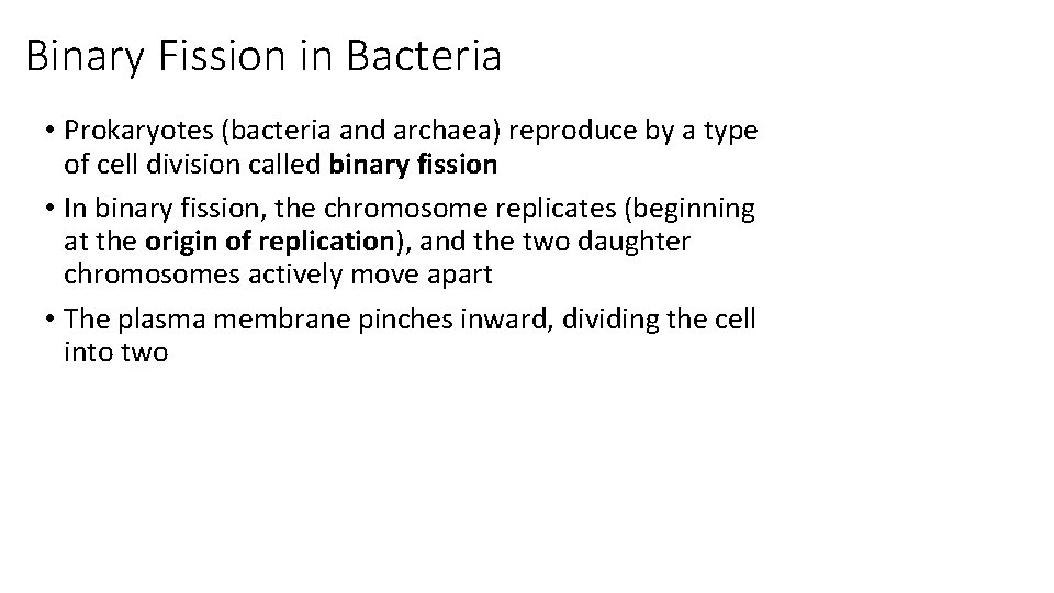 Binary Fission in Bacteria • Prokaryotes (bacteria and archaea) reproduce by a type of