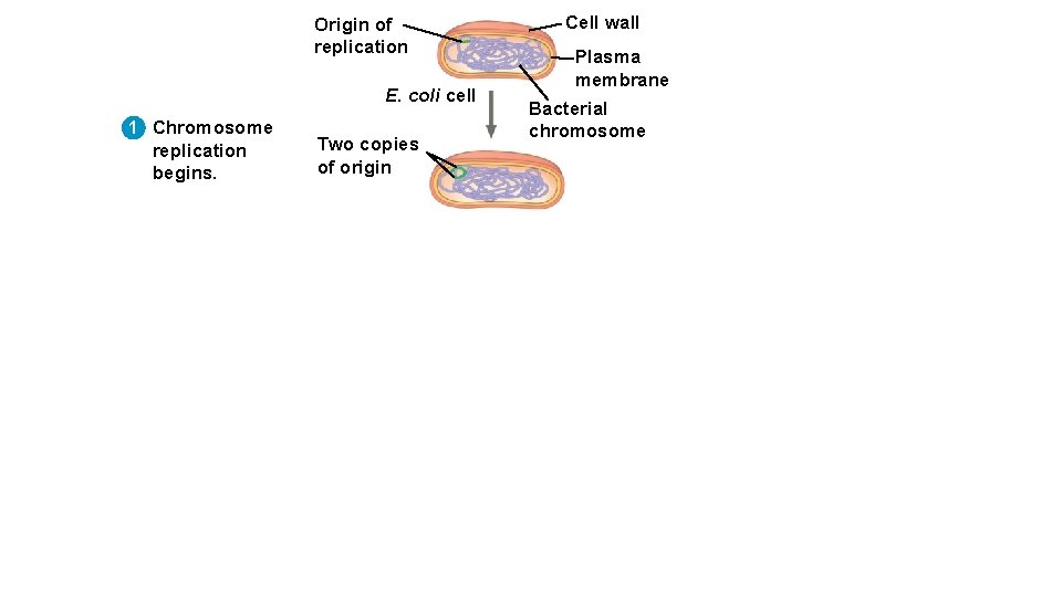 Origin of replication E. coli cell 1 Chromosome replication begins. Two copies of origin