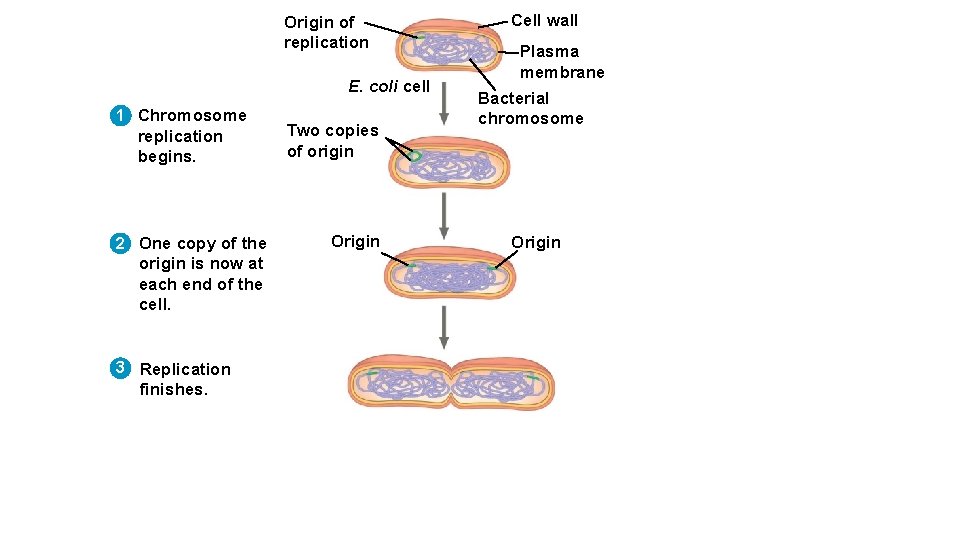 Origin of replication E. coli cell 1 Chromosome replication begins. 2 One copy of