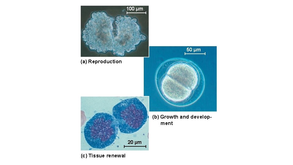 100 μm 50 μm (a) Reproduction (b) Growth and development 20 µm (c) Tissue