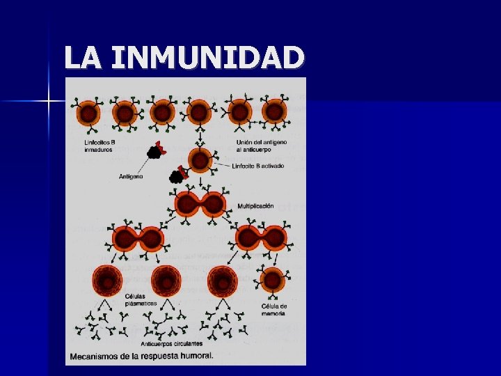 LA INMUNIDAD 