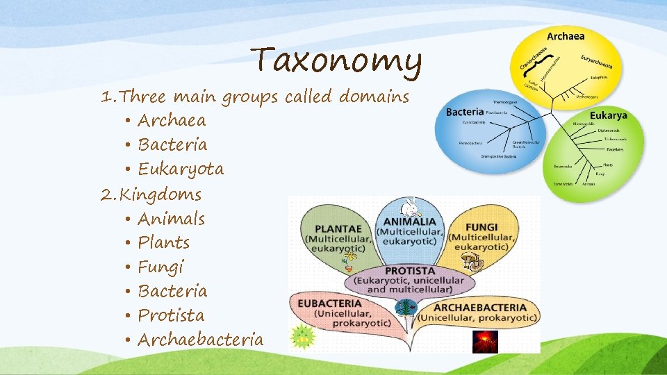Taxonomy 1. Three main groups called domains • Archaea • Bacteria • Eukaryota 2.