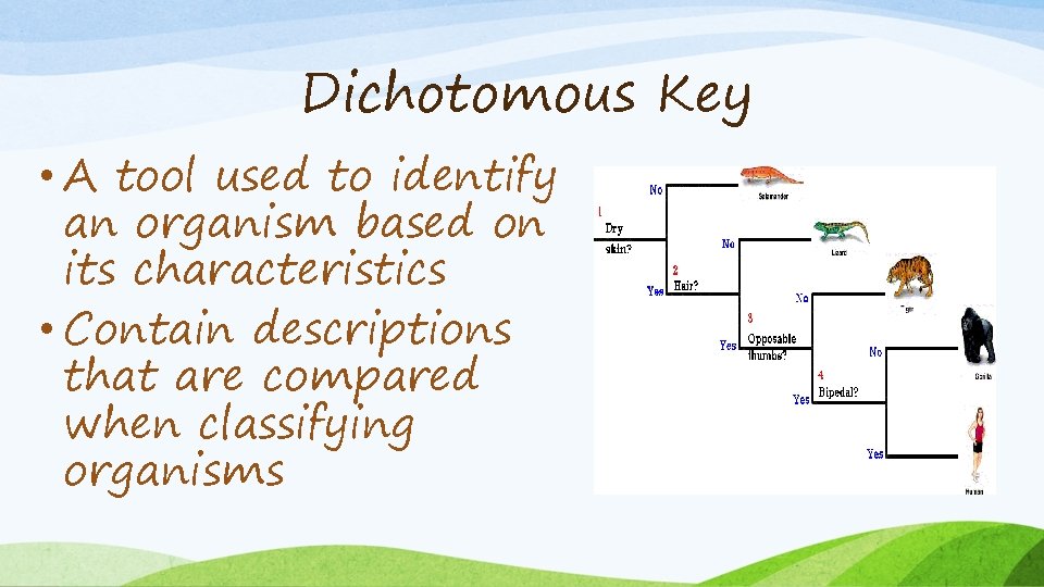 Dichotomous Key • A tool used to identify an organism based on its characteristics