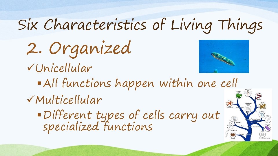 Six Characteristics of Living Things 2. Organized üUnicellular § All functions happen within one