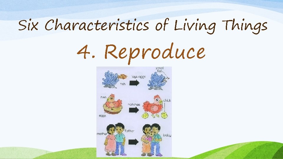 Six Characteristics of Living Things 4. Reproduce 