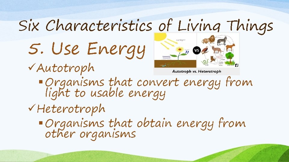 Six Characteristics of Living Things 5. Use Energy üAutotroph § Organisms that convert energy