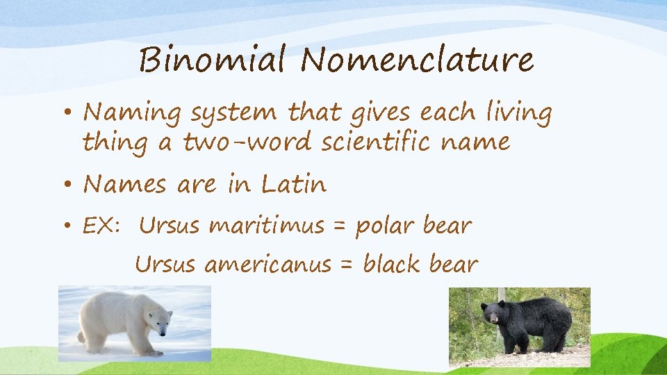 Binomial Nomenclature • Naming system that gives each living thing a two-word scientific name