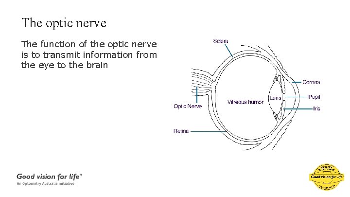 The optic nerve The function of the optic nerve is to transmit information from