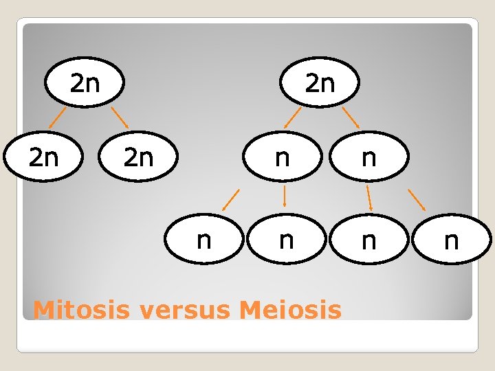 2 n 2 n n n n Mitosis versus Meiosis n 