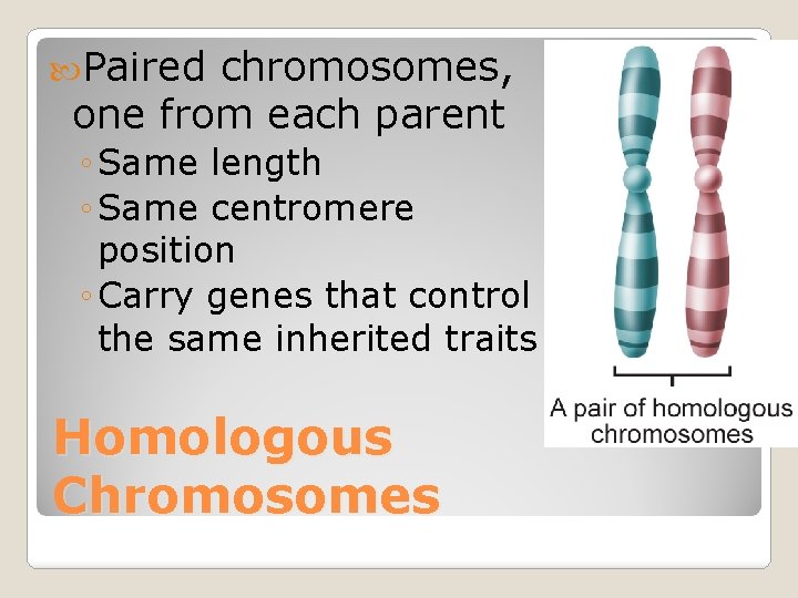  Paired chromosomes, one from each parent ◦ Same length ◦ Same centromere position