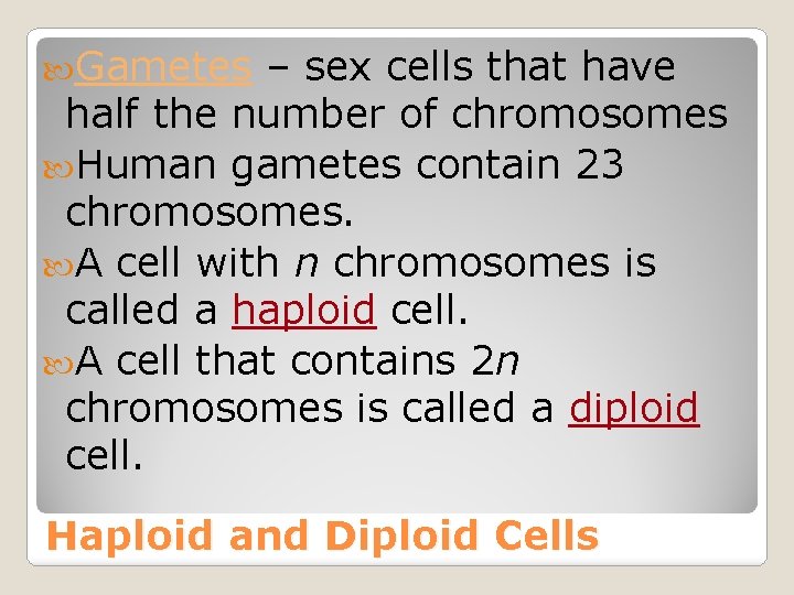 Gametes – sex cells that have half the number of chromosomes Human gametes