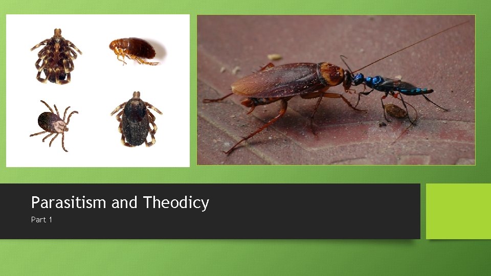 Parasitism and Theodicy Part 1 