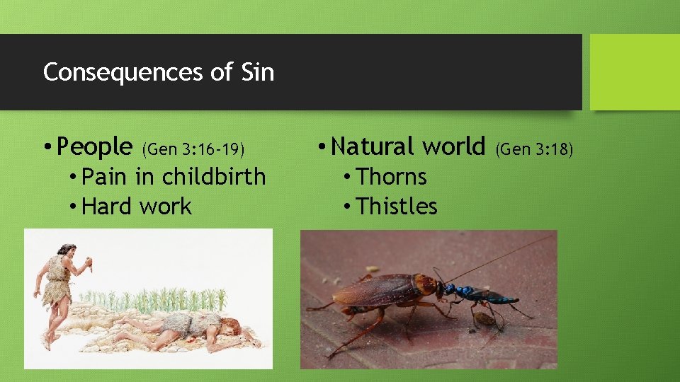 Consequences of Sin • People (Gen 3: 16 -19) • Pain in childbirth •