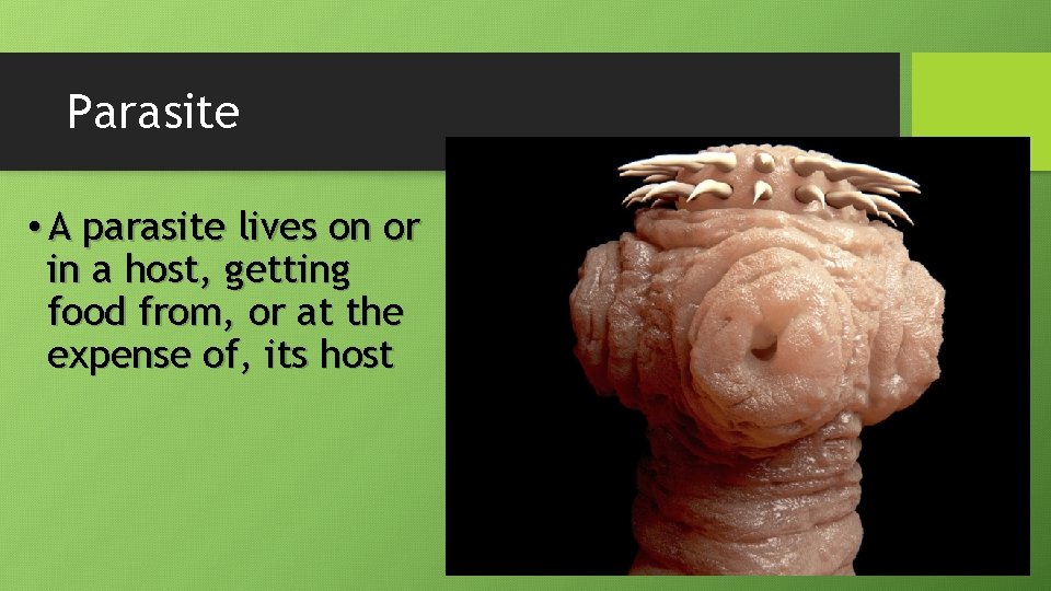 Parasite • A parasite lives on or in a host, getting food from, or