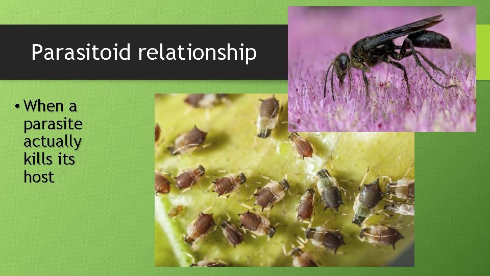 Parasitoid relationship • When a parasite actually kills its host 