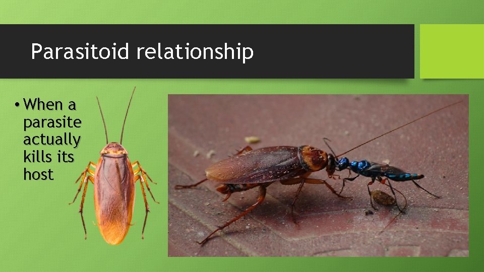 Parasitoid relationship • When a parasite actually kills its host 