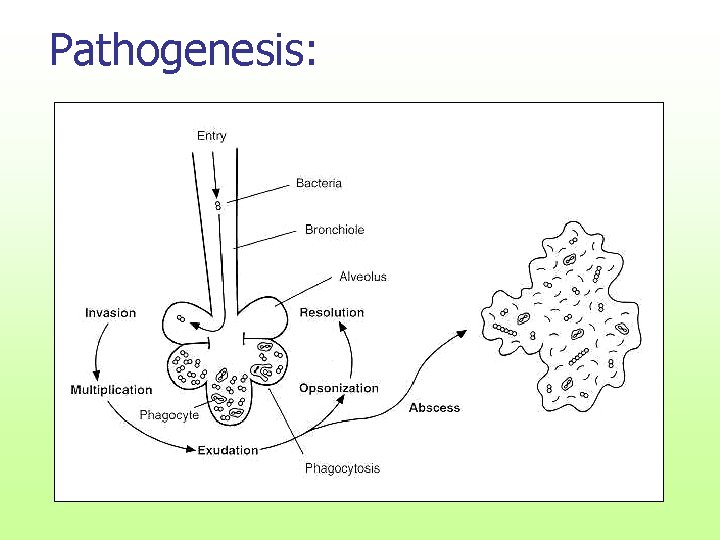 Pathogenesis: 