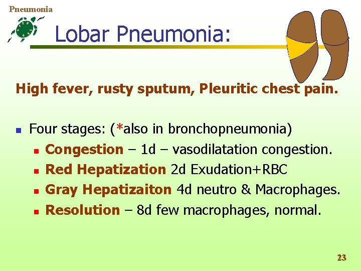 Pneumonia Lobar Pneumonia: High fever, rusty sputum, Pleuritic chest pain. n Four stages: (*also
