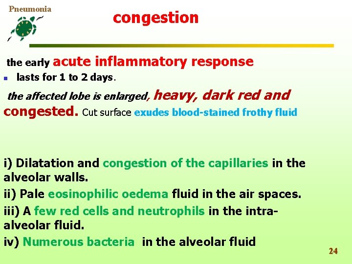 Pneumonia the early acute n congestion inflammatory response lasts for 1 to 2 days.