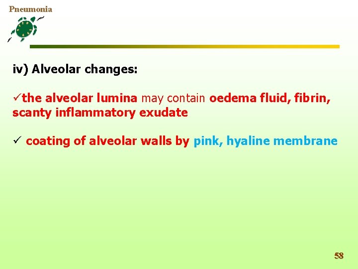 Pneumonia iv) Alveolar changes: üthe alveolar lumina may contain oedema fluid, fibrin, scanty inflammatory