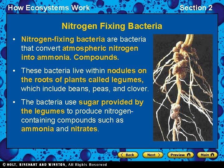 How Ecosystems Work Nitrogen Fixing Bacteria • Nitrogen-fixing bacteria are bacteria that convert atmospheric
