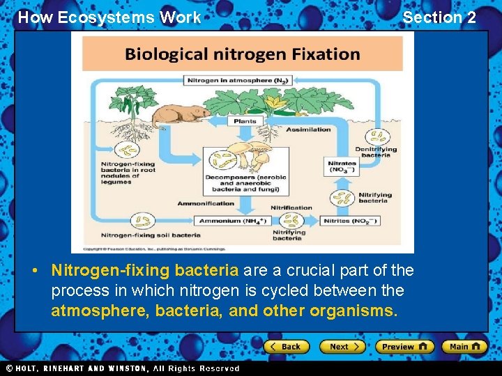 How Ecosystems Work Section 2 • Nitrogen-fixing bacteria are a crucial part of the