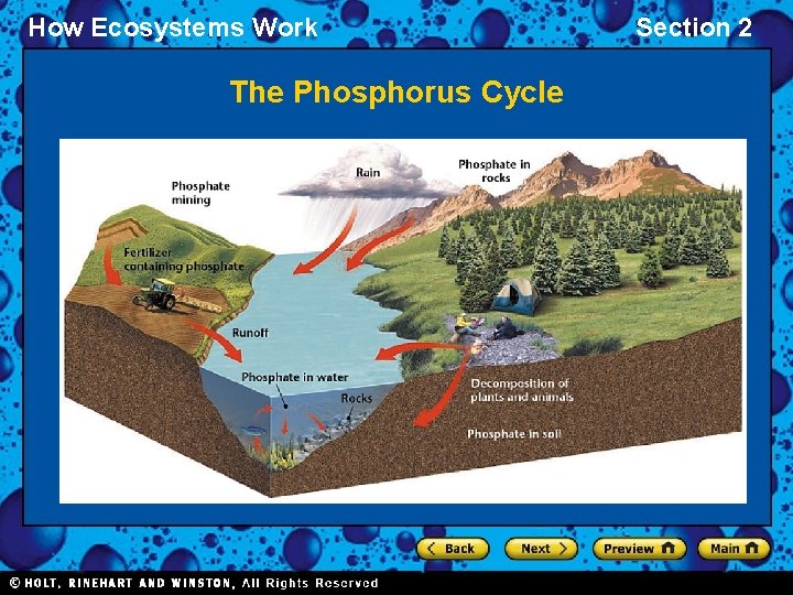 How Ecosystems Work The Phosphorus Cycle Section 2 