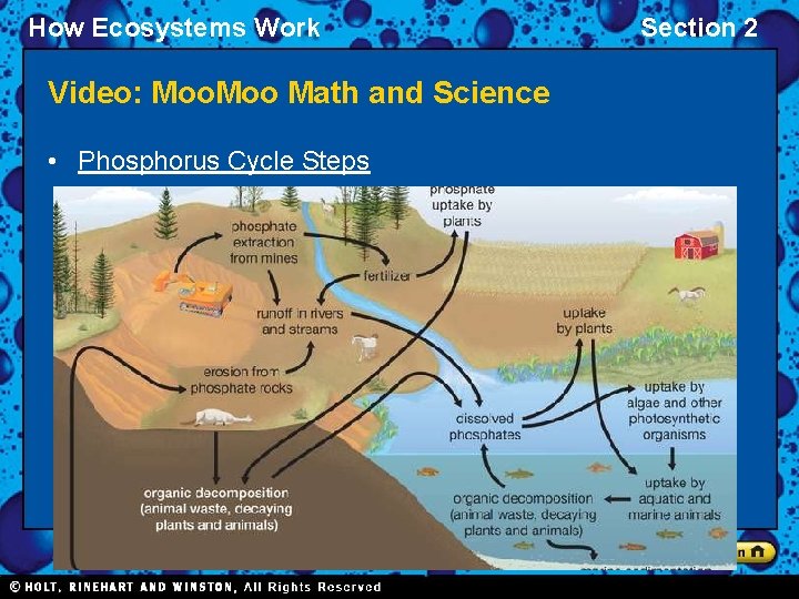 How Ecosystems Work Video: Moo Math and Science • Phosphorus Cycle Steps Section 2