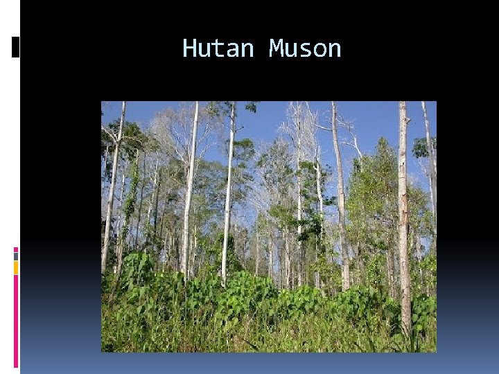 Hutan Muson 