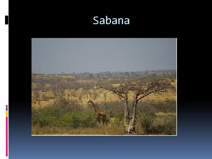 Sabana 