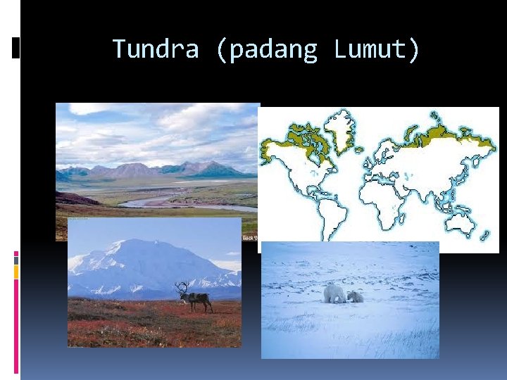 Tundra (padang Lumut) 