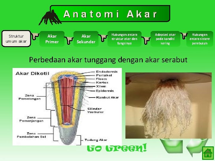 Anatomi Akar Struktur umum akar Akar Primer Akar Sekunder Hubungan antara struktur akar dan